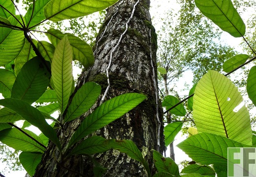 Finca El Espejo 2014