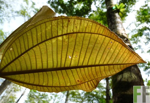 Finca El Espejo 2014