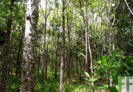 Finca El Espejo 2014