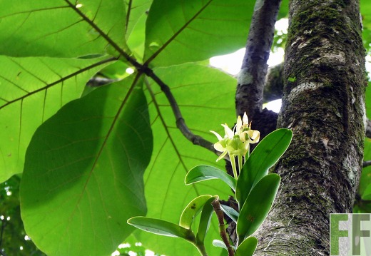 Finca El Espejo 2014