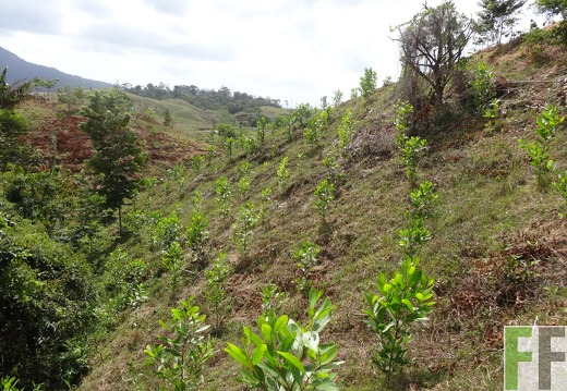 Mamoní Projekt 2014