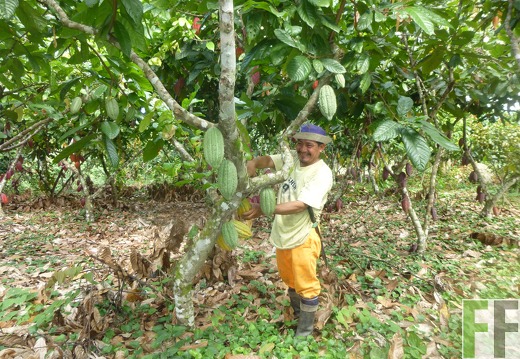 Finca Sisa, Kakaoernte 2014