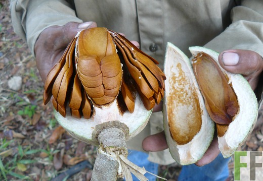 Finca Pampanillo. Samenernte 2011