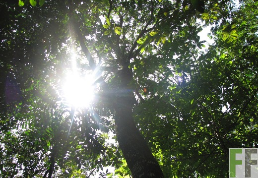 Finca Los Monos 2012