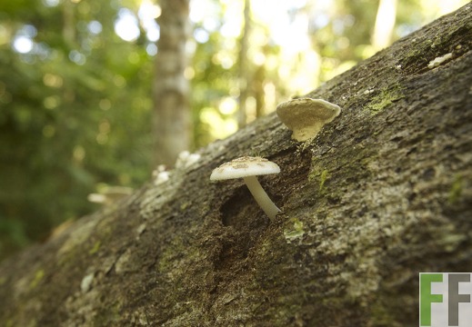 Finca Los Monos 2013