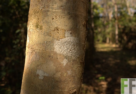 Finca Madera Fina 2013