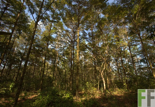 Finca El Catival 2013