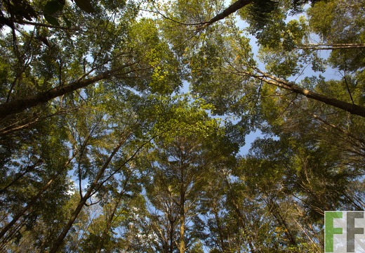 Finca El Catival 2013