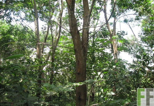 Finca Los Aromos 2012