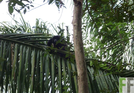 Brüllaffe auf der Finca La Ocho