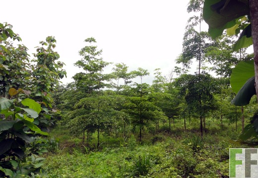 Ojo de Agua 1, Amarillo