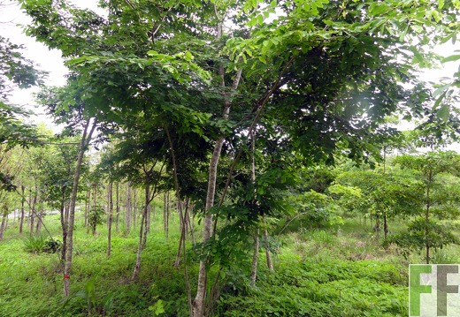 Ojo de Agua I, Mischwald