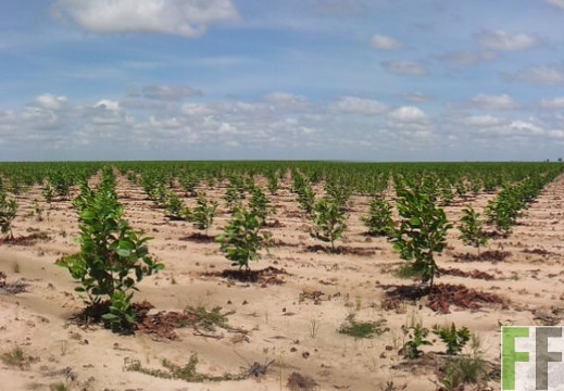 Acacia mangium in Vichada