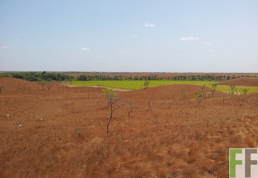 Grüne Akazienflächen inmitten der Savanne