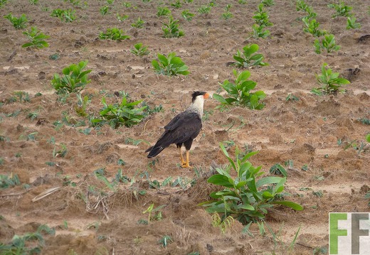 Karibikkarakara (Caracara cheriway)
