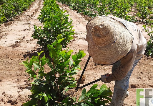 Pflege der Acacia mangium
