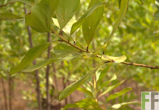 Acacia mangium