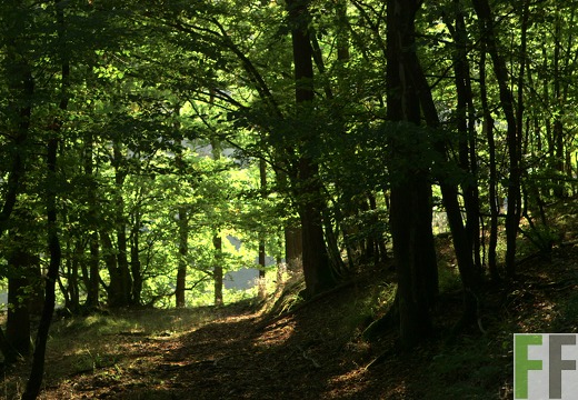 Waldfriedhof Eifel, Eichenwaldweg