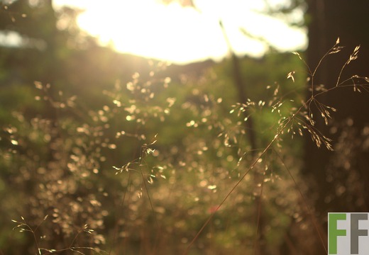 Waldfriedhof Eifel, Morgenstimmung