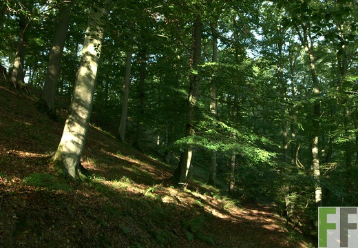 Waldfriedhof Eifel, Buchen am Steilhang