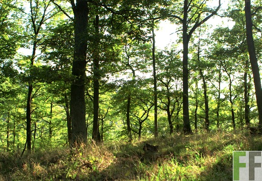 Waldfriedhof Eifel, Eichenwald