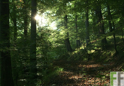 Waldfriedhof Eifel, Buchen am Steilhang