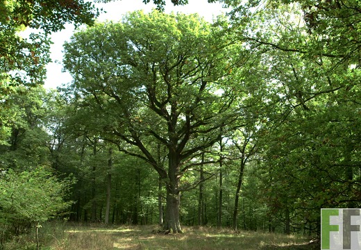 Waldfriedhof Eifel, Andachtsplatz an der alten Eiche