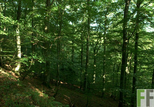 Waldfriedhof Eifel, Buchen am Steilhang