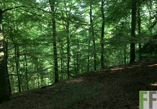 Waldfriedhof Eifel, Buchen
