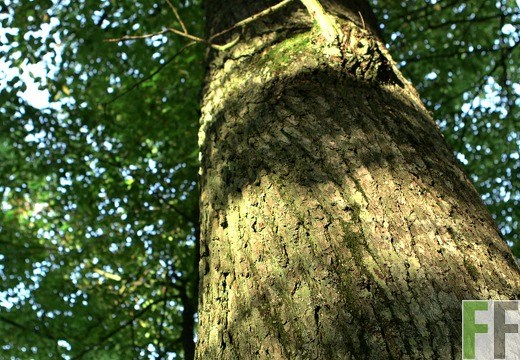 Waldfriedhof Eifel, Baumstamm