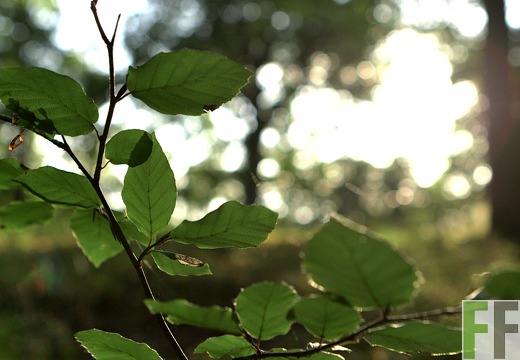 Waldfriedhof Eifel, Buchenblätter