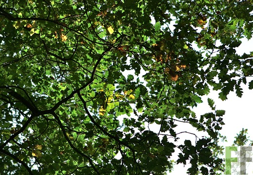 Waldfriedhof Eifel, Blätterdach