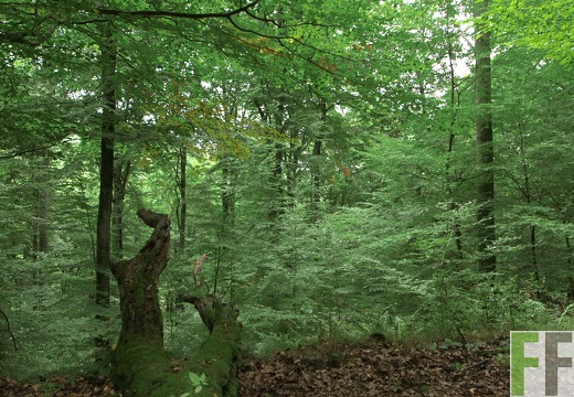 Waldfriedhof Eifel, Buchenwald