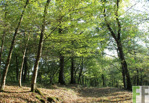 Waldfriedhof Eifel, Waldweg
