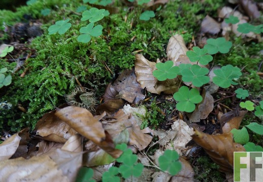 Klee, Waldfriedhof Eifel