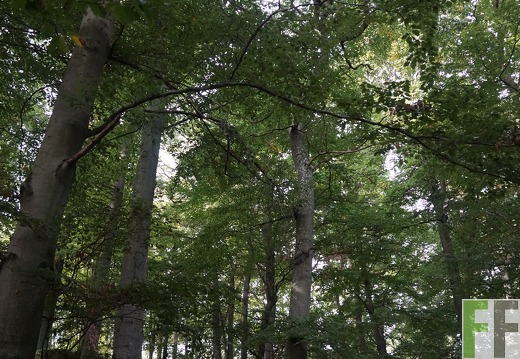 Waldfriedhof Eifel, Gemeinde Hümmel