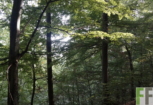 Waldfriedhof Eifel, Gemeinde Hümmel