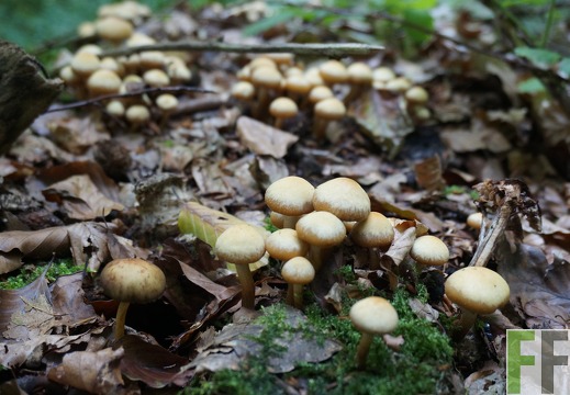 Waldfriedhof Eifel, Pilze