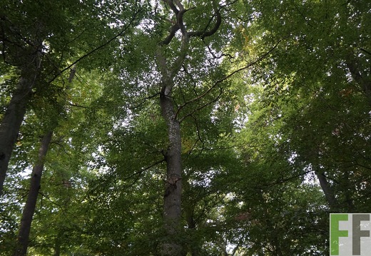 Waldfriedhof Eifel, Gemeinde Hümmel