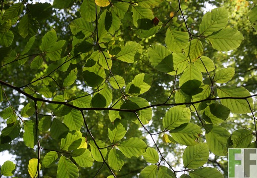 Waldfriedhof Eifel, Buchenblätter