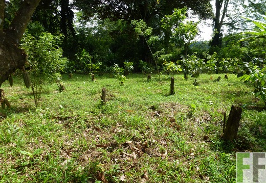 Alter Cacaobestand veredelt