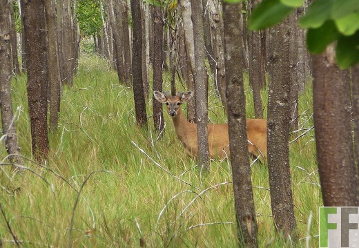 Weißwedelhirsch zwischen Akazien