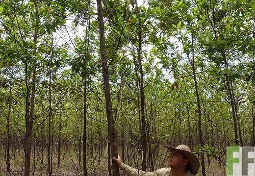 Román Jamarillo mit jungen Acacia mangium