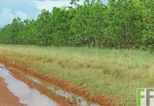 Acacia mangium in Vichada