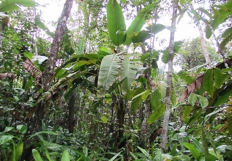 Schutzwald bei der Finca La Paz - sukzessive werden die Akazienflächen in ein solches Biotop umgewandelt