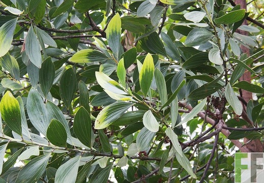 Acacia mangium