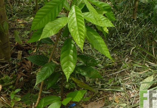 Cacaofinca Rio Uyama