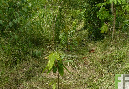 Cacaofinca Rio Uyama