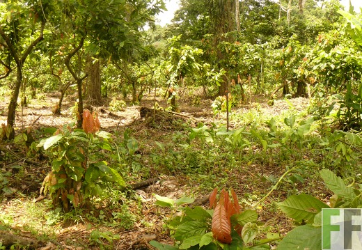 Cacaofinca Rio Uyama