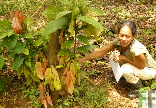 Cacaofinca Rio Uyama